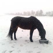 Traver Cabaret Cuvier