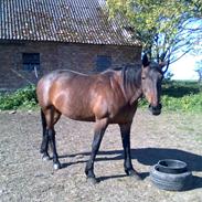 Traver Cabaret Cuvier