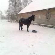 Traver Cabaret Cuvier