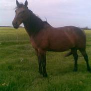 Traver Cabaret Cuvier