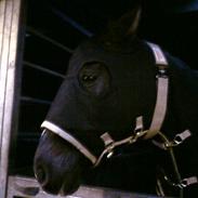 Dansk Varmblod Rafael Kildegaard