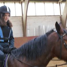 Anden særlig race Tøsen