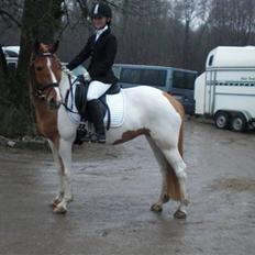 Anden særlig race Painted Beauty SOLGT