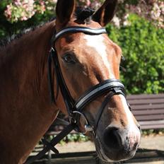 Anden særlig race Gyrupgaards Bailey B-pony