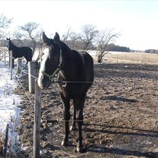 Anden særlig race Bønderskovgård´s Argument *RIP*