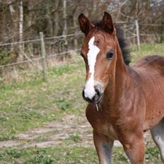Dansk Varmblod Quidditch H 