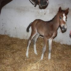 Dansk Varmblod Quidditch H 