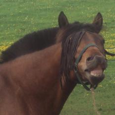 New Forest da vinci 