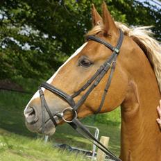 Anden særlig race Tiarco Brentedal