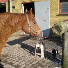 Sportsaraber (A) Felicia!<3 tildhest r.i.p
