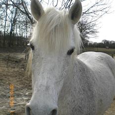 Anden særlig race Ragna