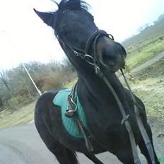 Anden særlig race Twenty (SOLGT) ),: