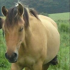 Anden særlig race Salima (solgt) 