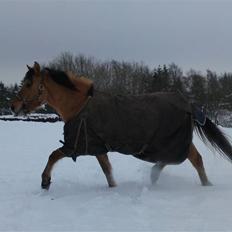 Anden særlig race Salima (solgt) 