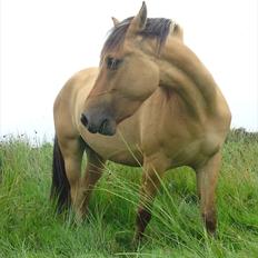 Anden særlig race Salima (solgt) 