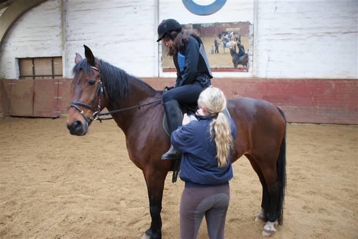 Anden særlig race Tøsen - må jeg ikke ride nu billede 5