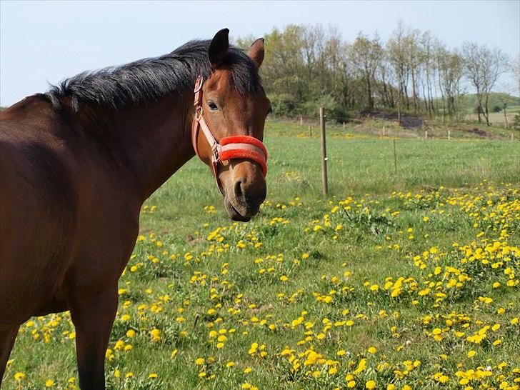 Tysk Sportspony Buligs Star B-pony  - min baby <3 billede 9