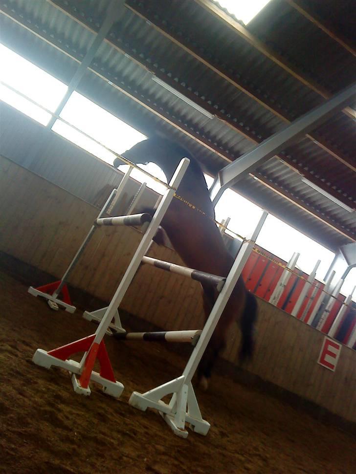 Belgisk Sportspony Hahiti (solgt) - Itsi springer 125 cm til løsspringning billede 16