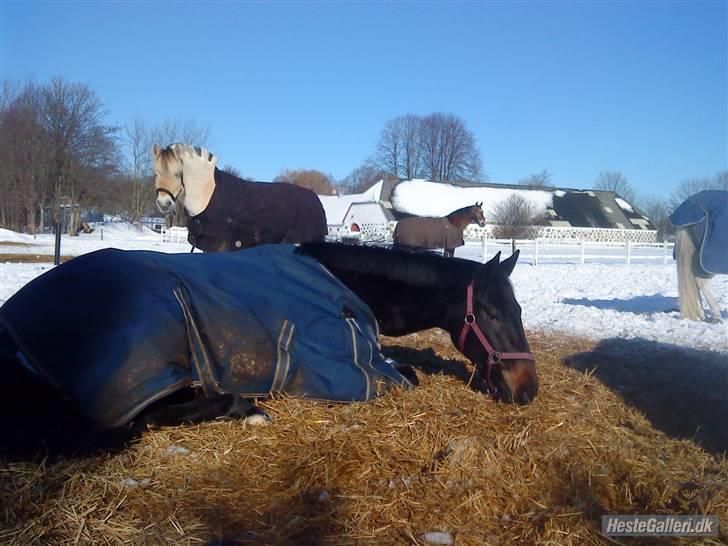 Oldenborg Horsmarks Farinella SOLGT - hygge på fold :p billede 17