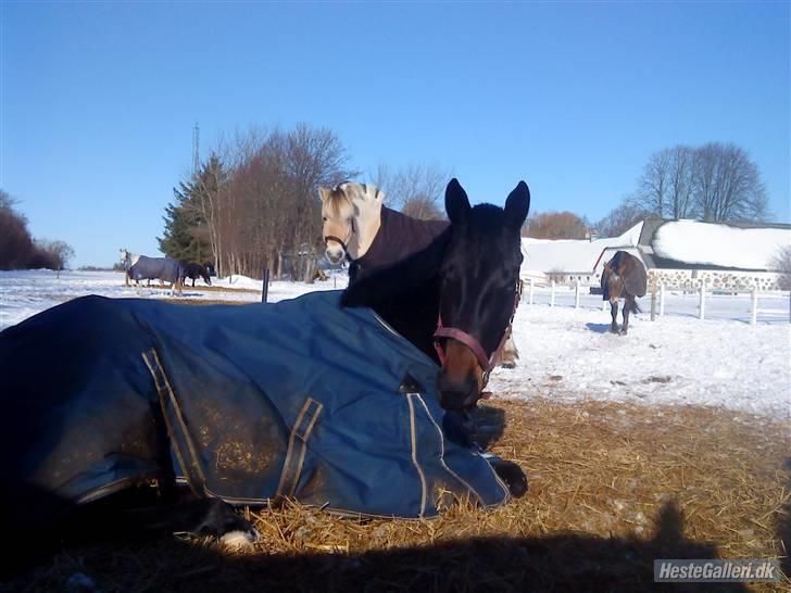 Oldenborg Horsmarks Farinella SOLGT - hygge på fold :P billede 18