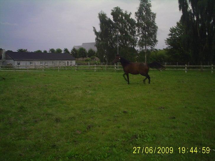 Anden særlig race Kianti - Man kan godt flytte fusserne lidt selvom man kun har lidt over en måned til termin :) billede 12