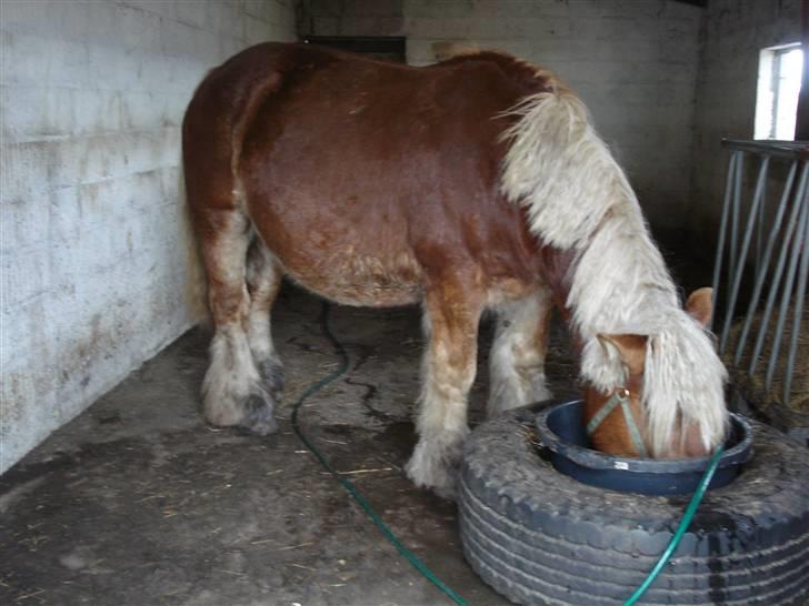 Jyde Kira Af Aggersgård RIP - to uger før termin 2010 billede 10