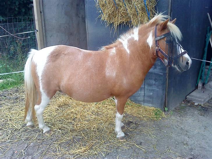 Shetlænder  † Nikoline † - i sommers billede 4