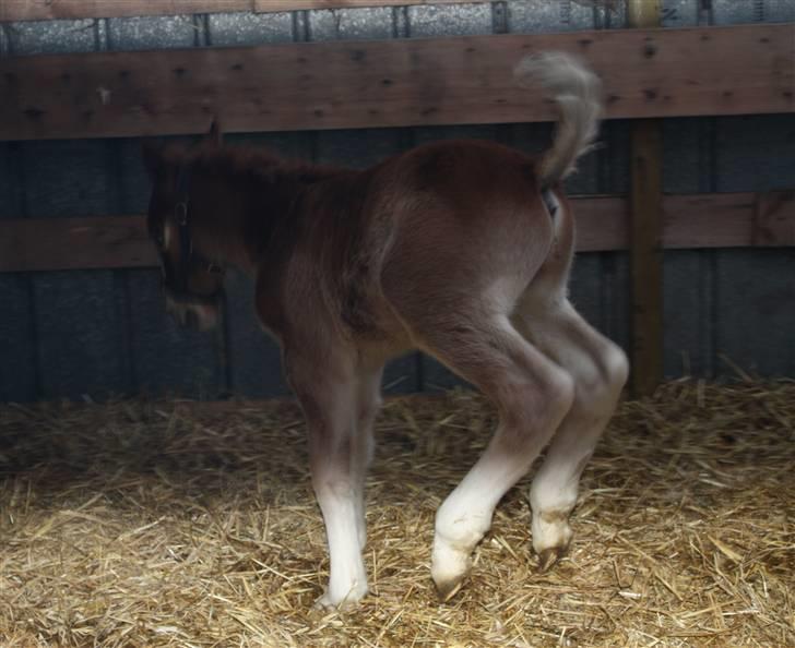 Schleswiger Enzo Toft - ihhh altså jeg kan hoooopppe billede 9