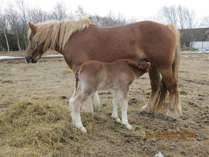 Schleswiger Enzo Toft - Mor, jeg er altså tørstig billede 10