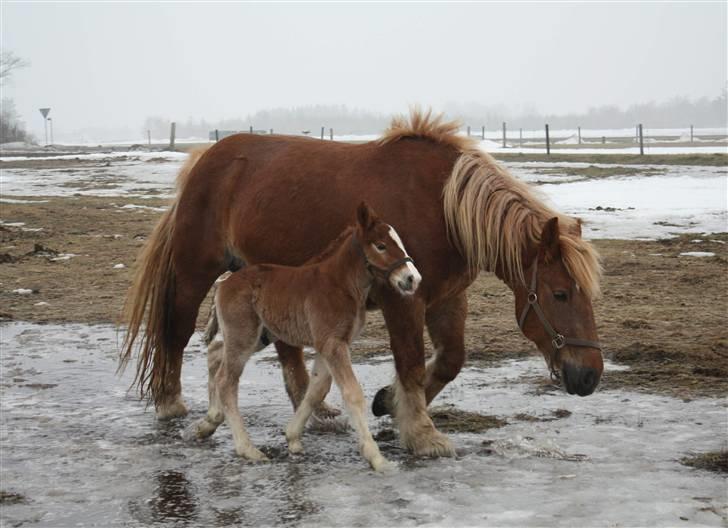 Schleswiger Enzo Toft - adder badder vand billede 11
