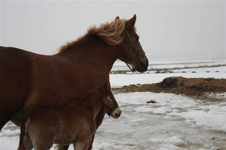 Schleswiger Enzo Toft - Mor, hvad kigger du på?? billede 12