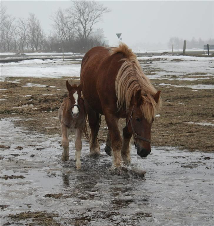 Schleswiger Enzo Toft - uhhh det er koldt det vand Foto Helena Hjortshøj billede 13