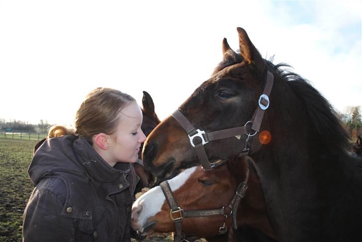 Dansk Varmblod Solbakken's Lotus billede 4