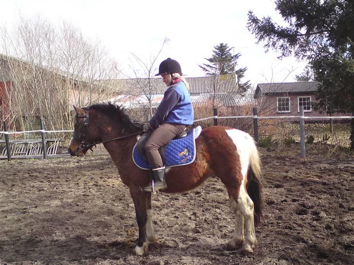 Anden særlig race Sultan - han står da ret fin taget i betragtning af han ik er tilrdet billede 8