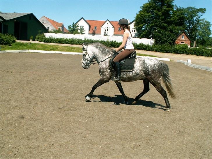 Anden særlig race Silver Moon (part) <3 - dressurpony xD tjek lige hans gang <3 mesterfotograf camilla :D´ . billede 9