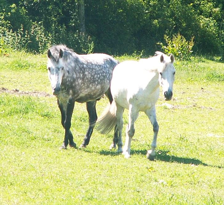 Anden særlig race Silver Moon (part) <3 - silver moon og olfert <3 - Olle&Bolle for life<3 :D foto: camilla billede 10