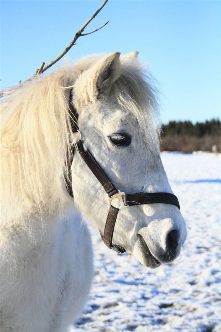 Anden særlig race Freja R.I.P 22/10 2010 billede 9