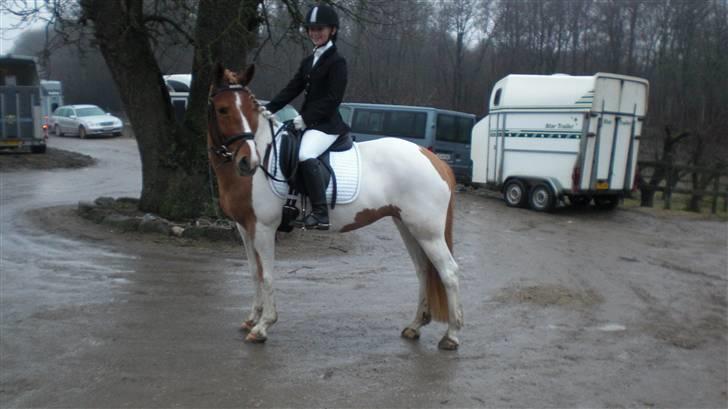 Anden særlig race Painted Beauty SOLGT - .til vores første stævne:D  billede 3