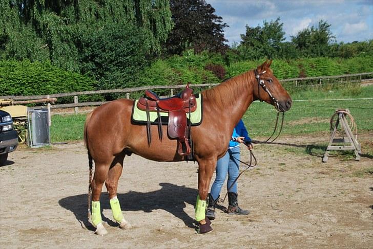 Paint Two Spot Ice - Ice og jeg til vores første clinic sammen :-) billede 1