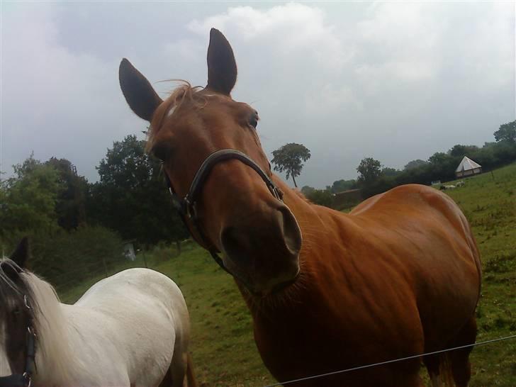 Paint Two Spot Ice - Ice fanget i et skævt øjeblik (;<3 billede 3