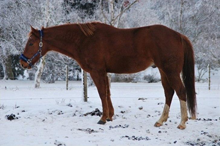 Paint Two Spot Ice - dejlig afslappet hest billede 4