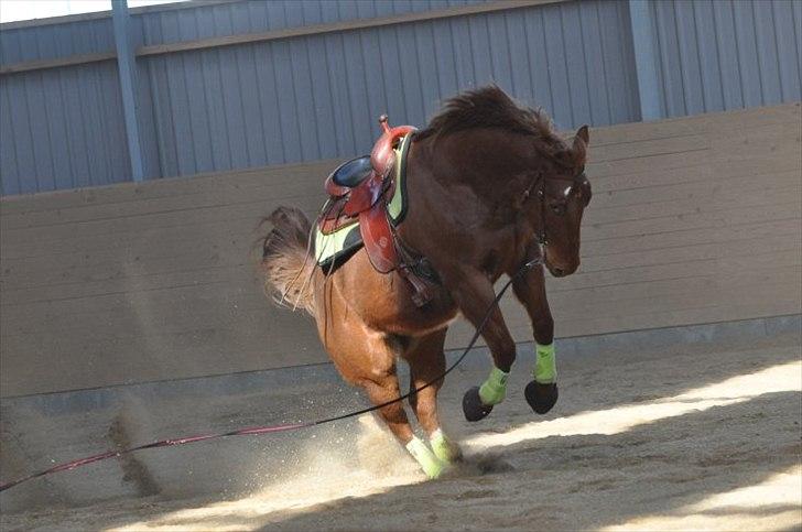 Paint Two Spot Ice billede 5