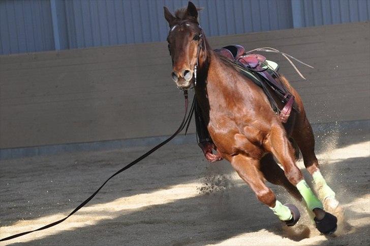 Paint Two Spot Ice billede 6