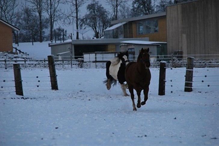 Paint Two Spot Ice - Hvem kommer først? Fuld fart over Ice og Cailin! :D billede 9