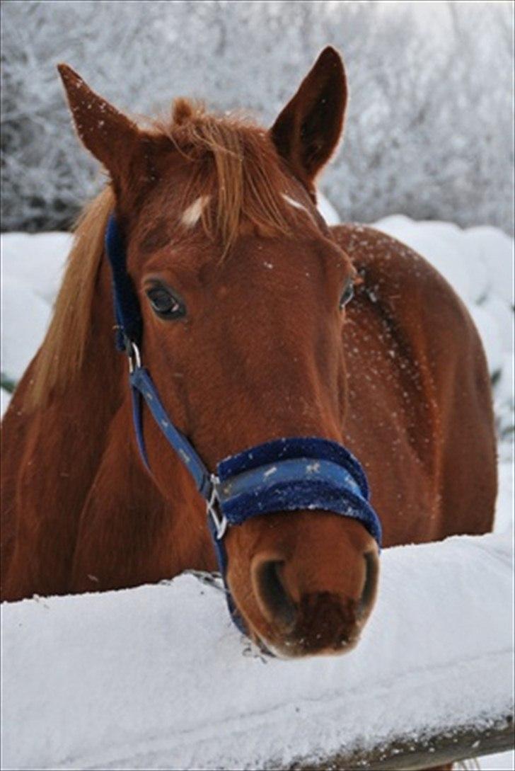 Paint Two Spot Ice - isbamsen! billede 11