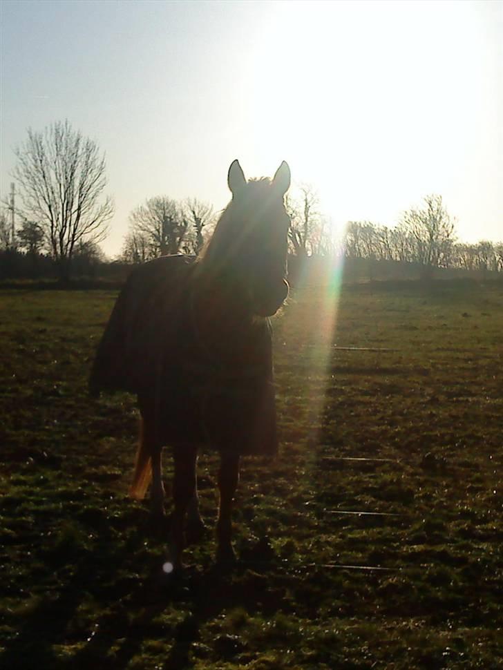 Paint Two Spot Ice - Du er mit lys på en mørk dag! <3 billede 13