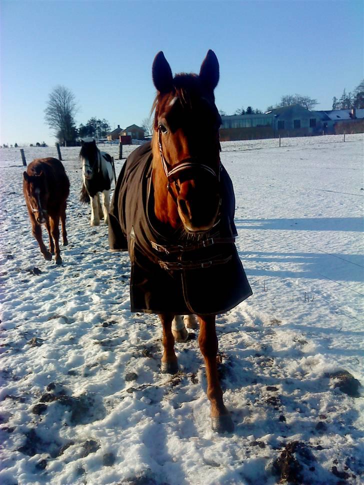 Paint Two Spot Ice - Bassen i sneen! :) billede 14