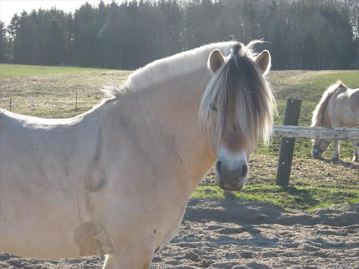 Fjordhest L. Hansi (Gl. Part) R.I.P - Tykke løs på banan :P billede 3