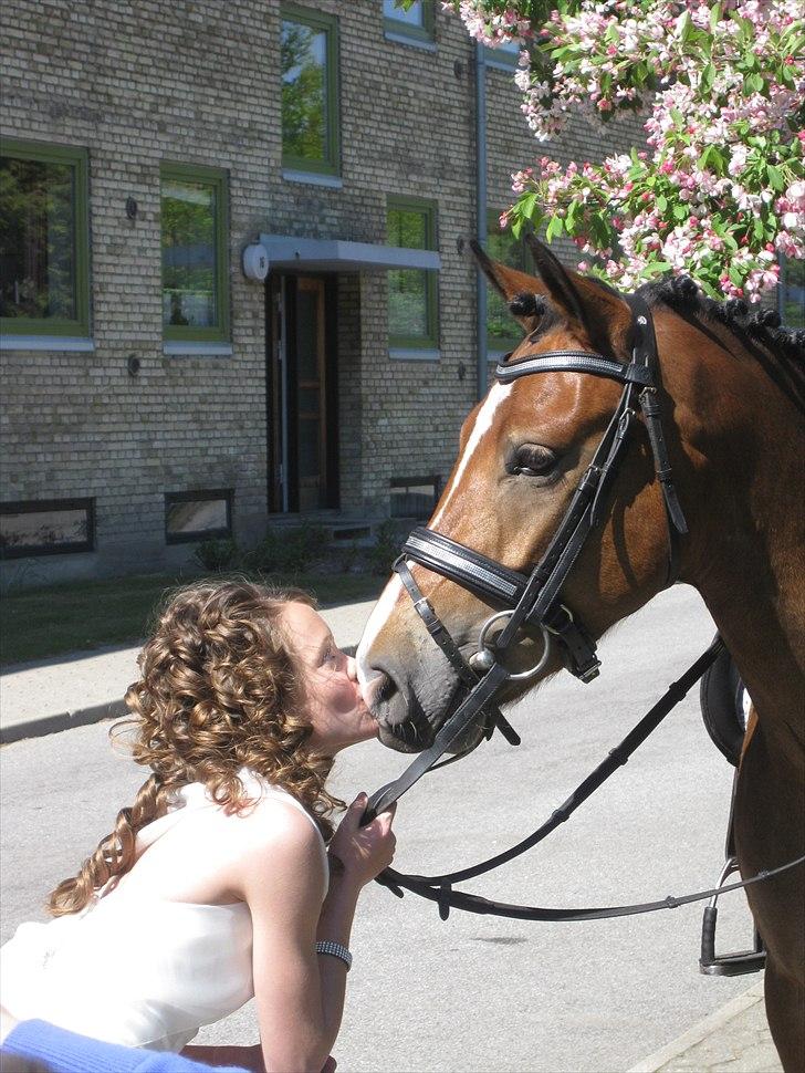 Anden særlig race Gyrupgaards Bailey B-pony - konfirmation d. 8. maj :) billede 4