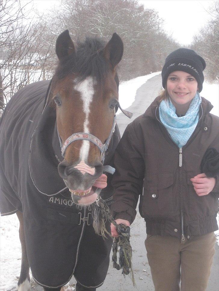 Anden særlig race Gyrupgaards Bailey B-pony - Bestevennerne for altid <33  billede 10